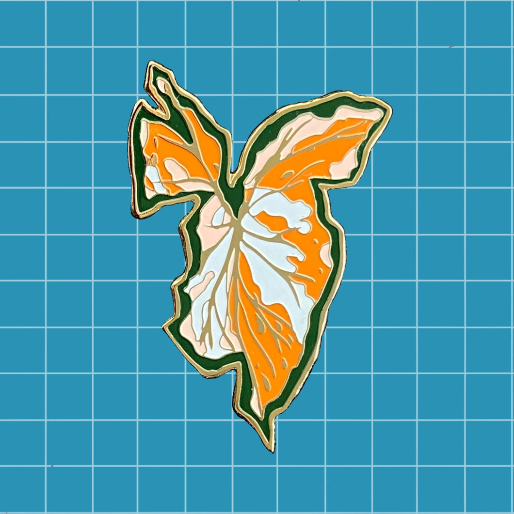 Syngonium