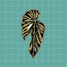 Cargar imagen en el visor de la galería, Begonia
